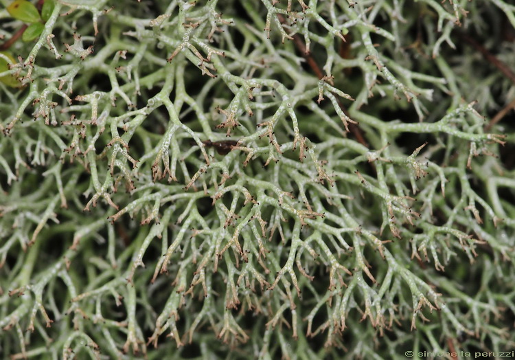 Licheni del Casentino